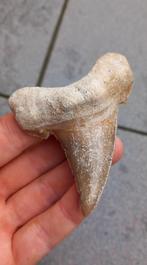 Zeer grote Otodus Sokolovi haaientand fossiel, Verzamelen, Mineralen en Fossielen, Ophalen of Verzenden, Fossiel