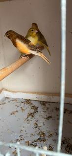 Kanarie, Dieren en Toebehoren, Vogels | Kanaries, Mannelijk, Zangkanarie