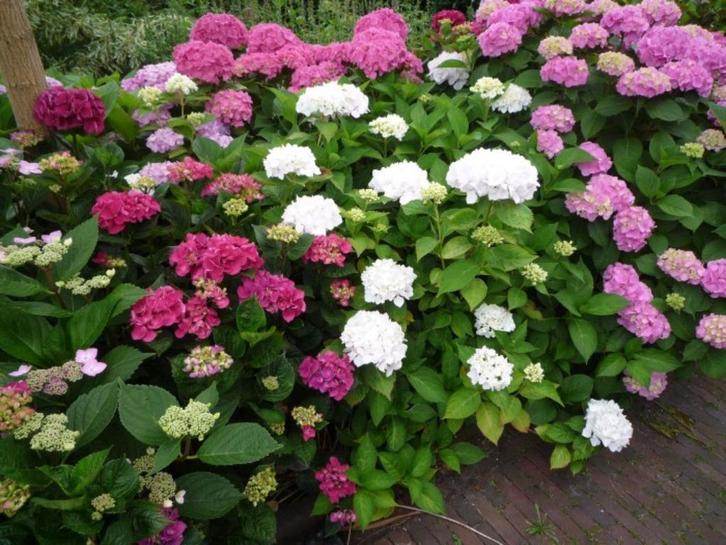 Boeren hortensia's, verschillende kleuren, scherm en bol, Tuin en Terras, Planten | Struiken en Hagen, Struik, Hortensia, Minder dan 100 cm