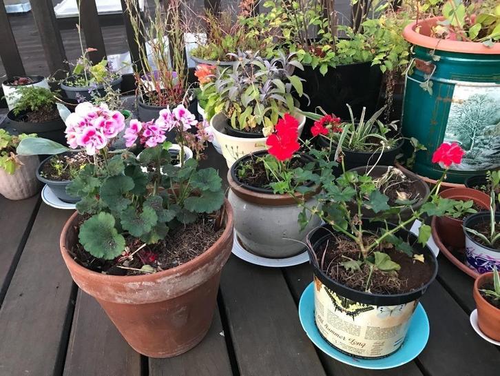 Kamerplanten en tuinplanten: plants for home and garden, Huis en Inrichting, Kamerplanten, Overige soorten, Minder dan 100 cm