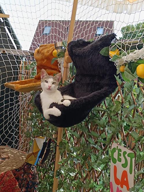 Op zoek naar een beter huisje voor twee jarige speelse kater, Dieren en Toebehoren, Katten en Kittens | Overige Katten, Kater