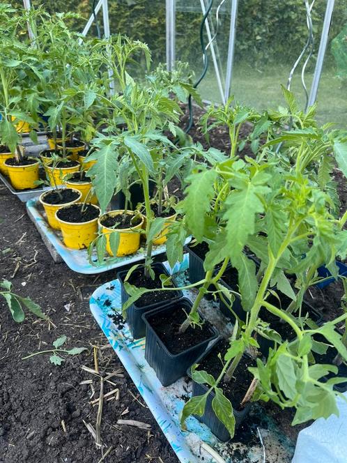 Tomaten plantjes, verschillende rassen., Tuin en Terras, Planten | Tuinplanten, Eenjarig, Groenteplanten, Volle zon, Zomer, Ophalen