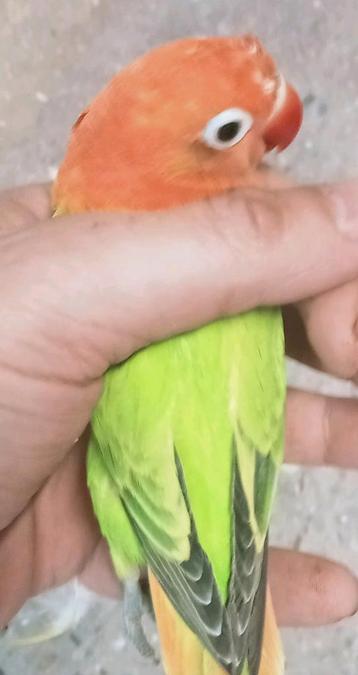 Prachtige piep jonge agapornis fisheri opaline pastel groen  beschikbaar voor biedingen