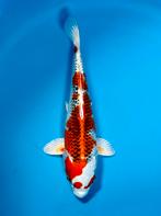 VHQ Tateshita Kujaku 27-30cm Wada Japanse koi, Dieren en Toebehoren, Vissen | Vijvervissen, Karper of Koi