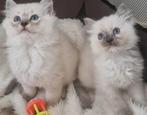 Ragdoll kittens, Meerdere dieren, Ontwormd, 0 tot 2 jaar
