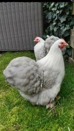 Broedeieren Cochin kriel kleur bobtail, Dieren en Toebehoren, Pluimvee, Geslacht onbekend, Kip