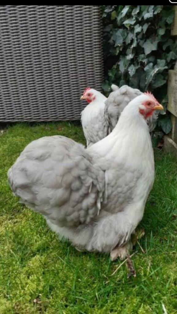 Broedeieren Cochin kriel kleur bobtail, Dieren en Toebehoren, Pluimvee, Kip, Geslacht onbekend