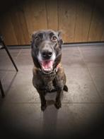 Hollandse Herder x Mechelaar - Cattle Dog Pup, Dieren en Toebehoren, CDV (hondenziekte), 8 tot 15 weken, Meerdere, Meerdere dieren