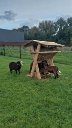 Uw kleinvee bijvoeren in de winter? Nieuw gemaakte hooiruif, Geslacht onbekend