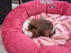Leuk CH cavia zeugje te reserveren, Cavia, Juni, Vrouwelijk, Tam