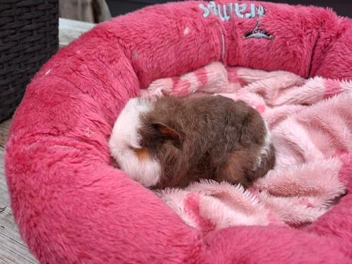 Leuk CH cavia zeugje te reserveren, Dieren en Toebehoren, Knaagdieren, Vrouwelijk, Cavia, Juni, Tam
