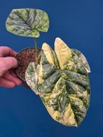 Alocasia Sinuata Aurea p12, Ophalen of Verzenden, Halfschaduw, Minder dan 100 cm