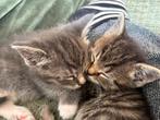 Lieve kittens, Britse korthaar x Europese korthaar, Dieren en Toebehoren, Poes, 0 tot 2 jaar