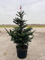 Abies Fraseri en Glauca kerstbomen in pot 80-100 cm, Tuin en Terras, Planten | Bomen, In pot, Minder dan 100 cm, Overige soorten