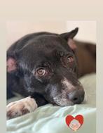 Oudere hond zoekt baasje, 6 jaar of ouder, Rabiës (hondsdolheid), Teef, Eén hond