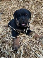 Mooie  grove rottweiler pup/pups🐕🐕, Dieren en Toebehoren, 8 tot 15 weken, Parvo, Meerdere dieren, Eén hond