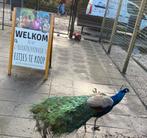 Hebben vorig jaar voor het eerst kuikens gehad., Dieren en Toebehoren, Pluimvee, Vrouwelijk, Overige soorten