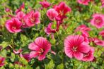 Nr 34/ zaad Malope Trinidad - frambozenrood - bio, Ophalen of Verzenden, Voorjaar, Volle zon, Zaad
