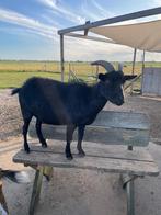 Gecastreerde bok van 3 jaar, Dieren en Toebehoren, Schapen, Geiten en Varkens, Mannelijk, Geit, 3 tot 5 jaar