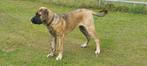 kruising presa canario x kaukasische herder, Dieren en Toebehoren, Honden | Bulldogs, Pinschers en Molossers, 15 weken tot 1 jaar