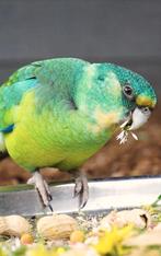 Twee Barnard Parkiet mannen (split of kruising), Mannelijk, Parkiet