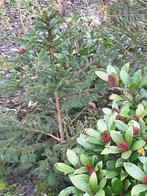 kleine boompjes, Ophalen, Vaste plant, Overige soorten, Halfschaduw