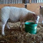Dekram kruising Texelaar-Swifter-Noordhollander-Rouge, Dieren en Toebehoren, Schapen, Geiten en Varkens, Mannelijk, Schaap, 0 tot 2 jaar