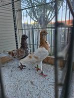 Jong koppel italiaanse meeuwen, Dieren en Toebehoren, Vogels | Duiven, Meerdere dieren, Overige soorten