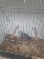 Koppel blauwe grondduiven, Dieren en Toebehoren, Meerdere dieren, Overige soorten