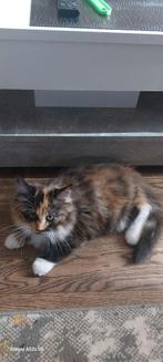 Maine Coon kittens, Dieren en Toebehoren, Meerdere dieren, Ontwormd
