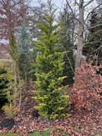 conifeer, Bloeit niet, Overige soorten, 250 tot 400 cm, Ophalen