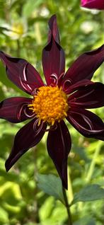 Dahlia 31, Tuin en Terras, Ophalen, Zomer, Overige soorten, Volle zon