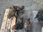 Brahma Kriel, Dieren en Toebehoren, Pluimvee, Mannelijk