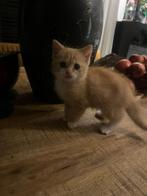 Prachtige Britse Korthaar kittens ,lief, sociaal zindelijk, Dieren en Toebehoren, Meerdere dieren, Ontwormd