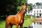 Gave 3 jarige ruin aangeboden (zadelmak) voor fulltime lease, Dieren en Toebehoren, Paarden, Ruin, 3 tot 6 jaar