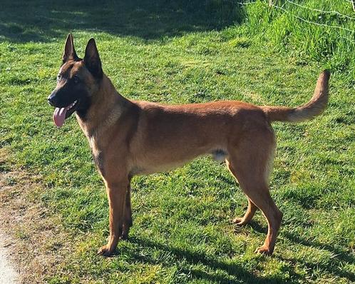 Mechelse herder staat ter dekking, Dieren en Toebehoren, Honden | Herdershonden en Veedrijvers, Reu, Herder, Particulier, Eén hond