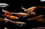 Aanbieding: Notropis chrosomus–Rainbowshiner 7 voor € 27,95, Dieren en Toebehoren, Overige soorten