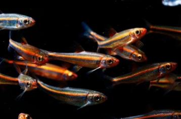 Aanbieding: Notropis chrosomus–Rainbowshiner 7 voor € 27,95 beschikbaar voor biedingen