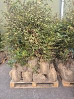 ❗️Haagplanten AKTIE️❗️, Tuin en Terras, Planten | Bomen, Bloeit niet, Overige soorten, 100 tot 250 cm, Ophalen