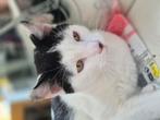 Gratis 2 superlieve kittens, Dieren en Toebehoren, Katten en Kittens | Overige Katten, Meerdere dieren, Kortharig, 0 tot 2 jaar