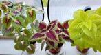 Coleus siernetels €1,50 p.potje kamer/tuinplant🌿OPHALEN, Ophalen, Overige soorten, Minder dan 100 cm