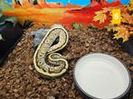 Python Regius Konings Python Morphs, Dieren en Toebehoren, Reptielen en Amfibieën, Slang, 0 tot 2 jaar