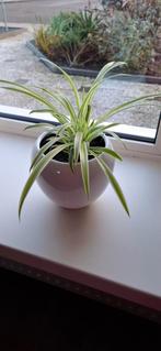 Graslelie inclusief pot, Vaste plant, Bloeit niet, Halfschaduw, Ophalen