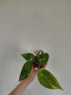 Epipremnum aureum stekje, Huis en Inrichting, Kamerplanten, Ophalen, Overige soorten, Minder dan 100 cm