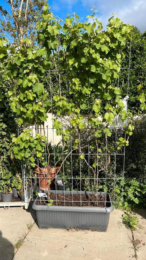 8 Kant en klaar druivenhaag 120 breed en 180 hoog, Tuin en Terras, Planten | Fruitbomen, Lente, Ophalen