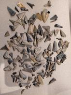 200g Haaientanden Cadzand, Verzamelen, Mineralen en Fossielen, Ophalen of Verzenden, Fossiel