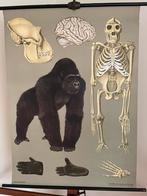 Schoolplaat van de Gorilla door Jung-Koch-Quentell, Antiek en Kunst, Ophalen of Verzenden, Natuur en Biologie