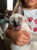 Siamees vrouwtje, Dieren en Toebehoren, Katten en Kittens | Raskatten | Korthaar, Poes, Ontwormd