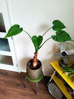 Grote plant Alocasia, Huis en Inrichting, Kamerplanten, Ophalen