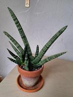 Sanseveria, Ophalen of Verzenden, Halfschaduw, Minder dan 100 cm